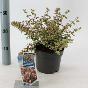 Abelia grandifl. Magic Daydream 25-30 cm cont. 2,0L - image 2