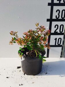 Abelia grandiflora 20-30 cm cont. 2,0L