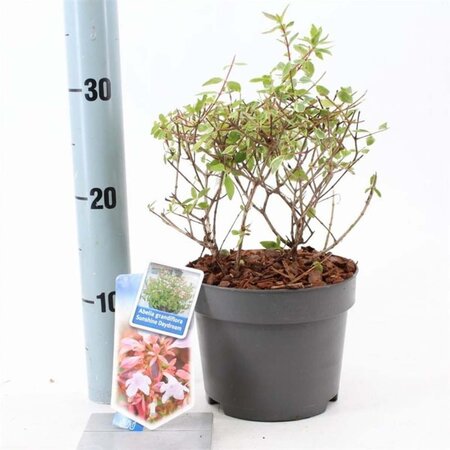 Abelia grandifl. Sunshine Daydream 25-30 cm cont. 2,0L - afbeelding 2