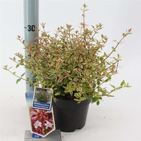 Abelia grandifl. Sunshine Daydream 25-30 cm cont. 2,0L - image 1