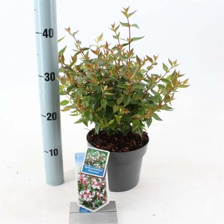 Abelia grandifl. 'Sherwood' 25-30 cm cont. 2,0L - afbeelding 3