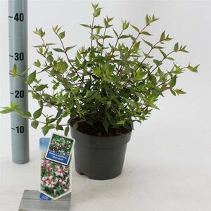 Abelia grandifl. 'Sherwood' 25-30 cm cont. 2,0L - afbeelding 2