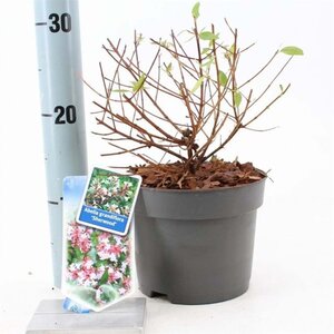 Abelia grandifl. 'Sherwood' 25-30 cm cont. 2,0L - image 1