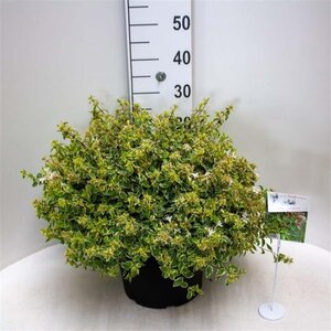 Abelia grandifl. 'Sparkling Silver' 40-50 cm cont. 10L