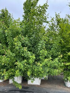 Acer campestre 350-400 cm cont. 100L