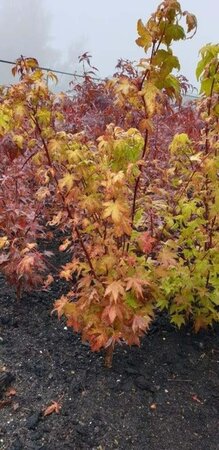 Acer pal. 'Summer Gold' 80-100 cm met kluit