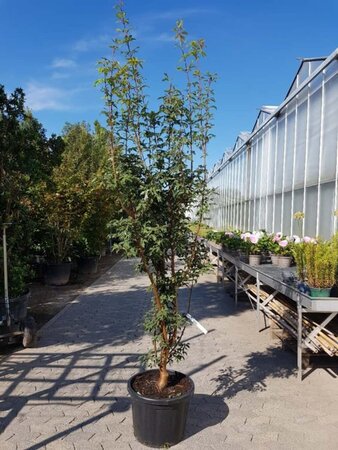 Acer griseum 175-200 cm cont. 50L - afbeelding 1