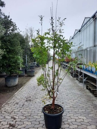 Acer griseum 175-200 cm cont. 50L - afbeelding 2