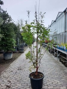 Acer griseum 175-200 cm cont. 50L - afbeelding 2