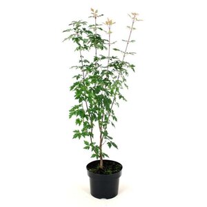 Acer griseum 60-80 cm cont. 7,5L