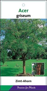 Acer griseum 60-80 cm met kluit