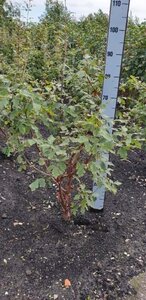 Acer griseum 80-100 cm met kluit - afbeelding 1