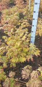 Acer japonicum 'Aconitifolium' 50-60 cm met kluit