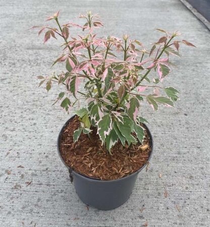 Acer negundo 'Flamingo' 40-50 cm cont. 3,0L - afbeelding 1