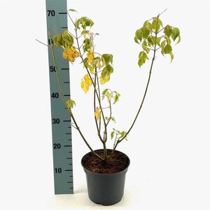 Acer negundo 'Flamingo' 40-50 cm cont. 3,0L - afbeelding 2