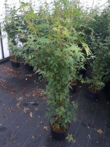 Acer palmatum 100-125 cm cont. 7,5L - afbeelding 3