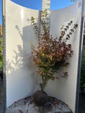 Acer palmatum 125-150 cm met kluit - afbeelding 3