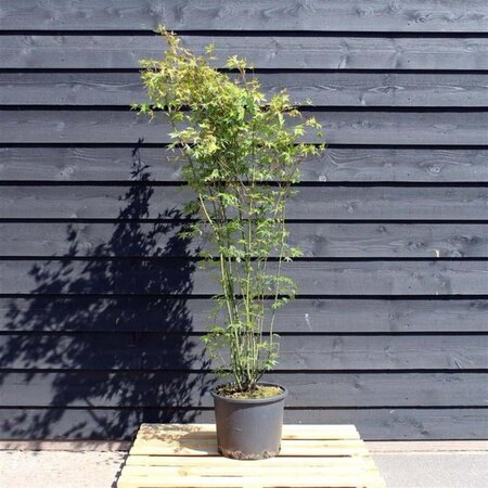 Acer palmatum 150-175 cm cont. 15L