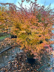 Acer palmatum 150-175 cm cont. 20L - afbeelding 3