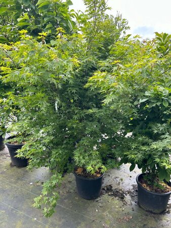 Acer palmatum 150-175 cm cont. 20L - image 4