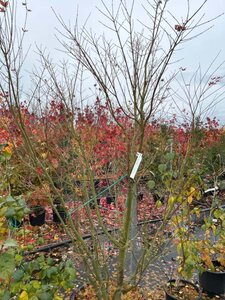 Acer palmatum 175-200 cm cont. 50L - afbeelding 1