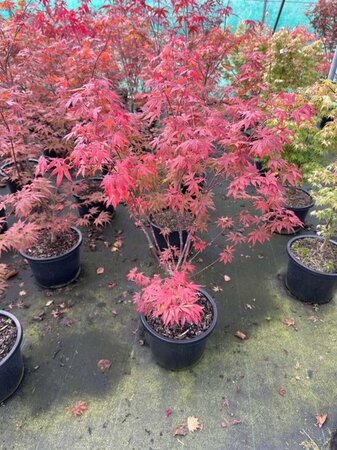 Acer pal. 'Atropurpureum' 100-125 cm cont. 12L