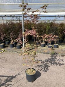 Acer pal. 'Atropurpureum' 150-175 cm cont. 15L - image 1