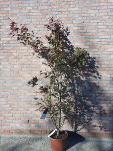 Acer pal. 'Atropurpureum' 150-175 cm cont. 15L - image 4