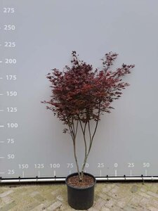 Acer pal. 'Atropurpureum' 150-175 cm cont. 35L - afbeelding 1