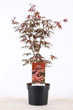 Acer pal. 'Atropurpureum' 40-50 cm cont. 3,0L