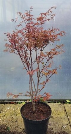 Acer pal. 'Atropurpureum' 60-80 cm cont. 10L - afbeelding 2