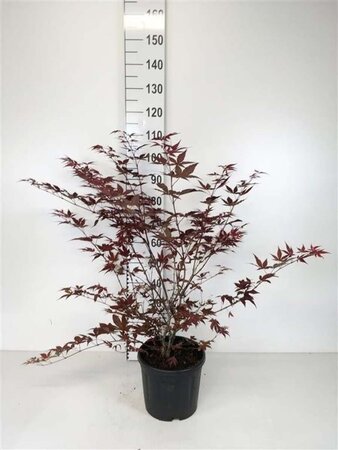 Acer pal. 'Atropurpureum' 60-80 cm cont. 10L - afbeelding 1