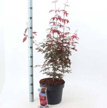 Acer pal. 'Atropurpureum' 60-80 cm cont. 7,5L