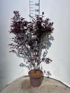 Acer pal. 'Atropurpureum' 80-100 cm cont. 10L - afbeelding 1