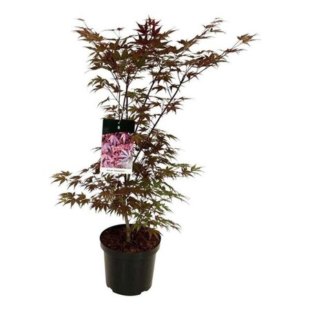 Acer pal. 'Atropurpureum' 80-100 cm cont. 10L - afbeelding 5