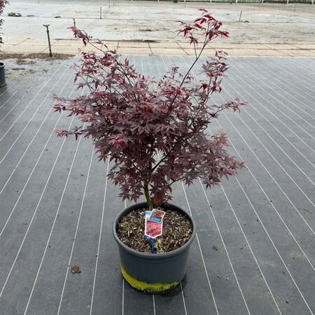 Acer pal. 'Atropurpureum' 90-100 cm cont. 35L - afbeelding 1