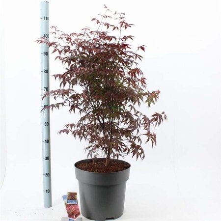 Acer pal. 'Atropurpureum' 90-100 cm cont. 35L - afbeelding 2