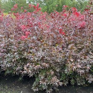 Acer pal. 'Bloodgood' 125-150 cm met kluit extra - afbeelding 1