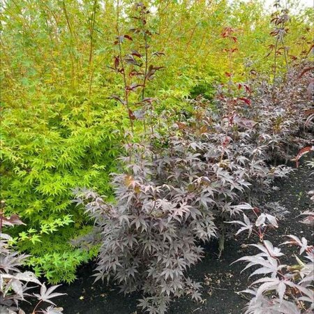 Acer pal. 'Bloodgood' 125-150 cm met kluit extra - afbeelding 2