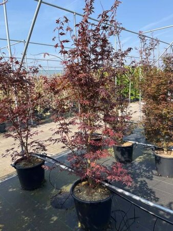 Acer pal. 'Bloodgood' 150-175 cm cont. 50L