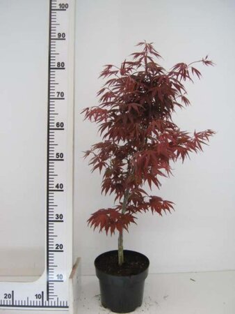 Acer pal. 'Bloodgood' 50-60 cm cont. 3,0L