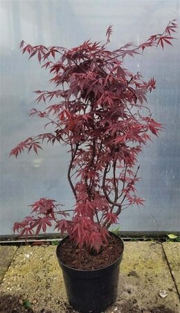 Acer pal. 'Bloodgood' 60-80 cm cont. 10L - afbeelding 1