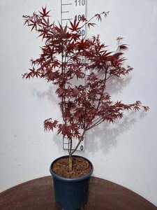 Acer pal. 'Bloodgood' 60-80 cm cont. 10L - afbeelding 2