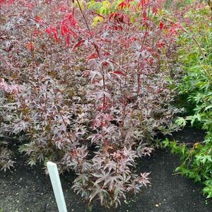 Acer pal. 'Bloodgood' 60-80 cm met kluit - afbeelding 2