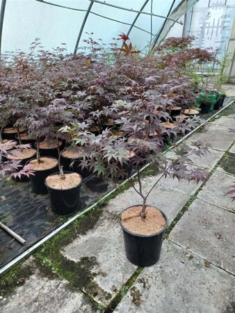 Acer pal. 'Bloodgood' 60-80 cm met kluit - afbeelding 1