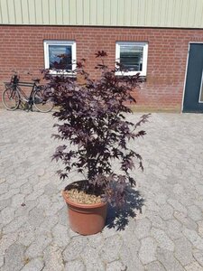 Acer pal. 'Bloodgood' 80-100 cm cont. 15L - afbeelding 1