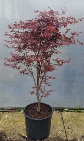 Acer pal. 'Bloodgood' 80-100 cm cont. 15L