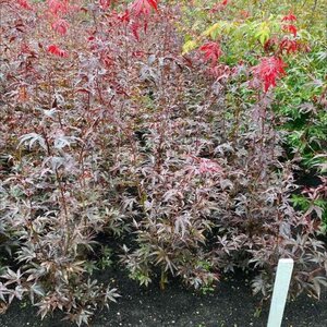 Acer pal. 'Bloodgood' 80-100 cm met kluit - afbeelding 1