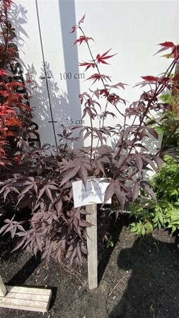 Acer pal. 'Bloodgood' 80-100 cm met kluit - afbeelding 2