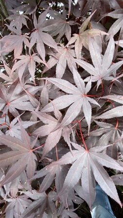 Acer pal. 'Bloodgood' 80-100 cm met kluit - afbeelding 3